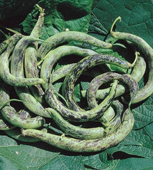 Semences Haricot nain 'Anellino Di Trento' (Phaseolus vulgaris)