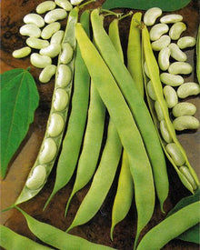 Semences Haricot nain 'Cannellino' (Phaseolus vulgaris)