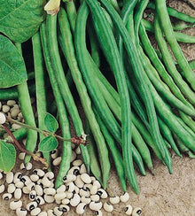 Semences Haricot nain 'Dolico Veneto' (Vigna unguiculata)