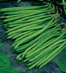 Illustration associée à Haricot nain Ferrari, dans la gamme Weston. Ferrari est un haricot nain à longs filets verts sans fil; récoltez les gousses encore tendres pour les servir entières. Le visuel permet de repérer la référence et l’aspect présenté pour cette sélection. Les dimensions et les couleurs observées au jardin dépendent du stade de croissance et des conditions de culture.