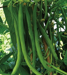 Semences Haricot nain 'Harvester' (Phaseolus vulgaris)
