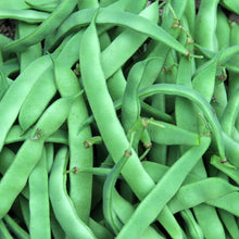 Semences Haricot nain 'Marconi S.B.' (Phaseolus vulgaris)