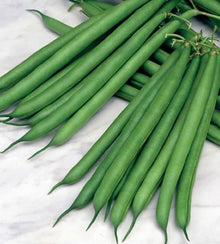 Illustration associée à Haricot nain Provider, dans la gamme Weston. Provider produit des gousses vertes cylindriques sans fil et des grains marron; les jeunes haricots conviennent à la cuisson et à la congélation après blanchiment. Le visuel permet de repérer la référence et l’aspect présenté pour cette sélection. Les dimensions et les couleurs observées au jardin dépendent du stade de croissance et des conditions de culture.