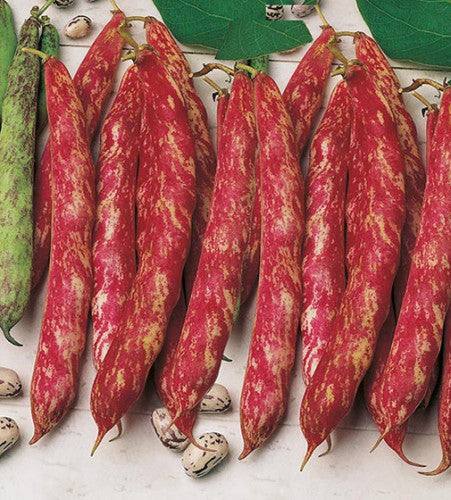 Illustration associée à Haricot nain Romano Fire Tongue Borlotto, dans la gamme Weston. Romano Fire Tongue Borlotto nain porte des gousses rouges et crème à maturité, renfermant des grains clairs marbrés de rouge. Le visuel permet de repérer la référence et l’aspect présenté pour cette sélection. Les dimensions et les couleurs observées au jardin dépendent du stade de croissance et des conditions de culture.