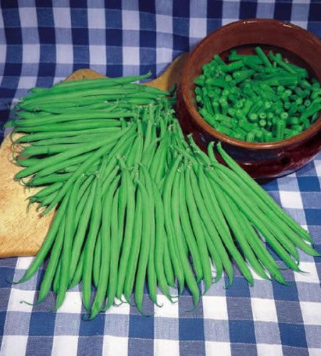Semences Haricot nain 'Slenderette' (Phaseolus vulgaris)