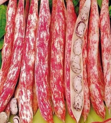 Semences Haricot nain 'Romano Gellert' (Phaseolus vulgaris)