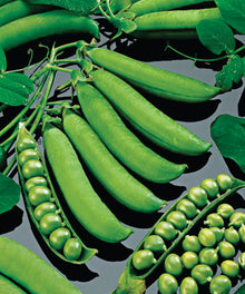Illustration associée à Pois nain Progress 9, dans la gamme Weston. Progress 9 produit des gousses courbées contenant plusieurs pois doux, sur des plants bas adaptés à une récolte accessible. Le visuel permet de repérer la référence et l’aspect présenté pour cette sélection. Les dimensions et les couleurs observées au jardin dépendent du stade de croissance et des conditions de culture.