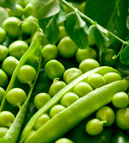 Semences Pois nain 'Sweet Telefono' (Pisum sativum)