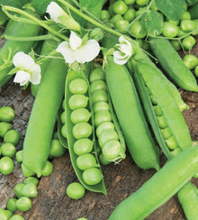 Semences Pois nain 'Utrillo' (Pisum sativum)