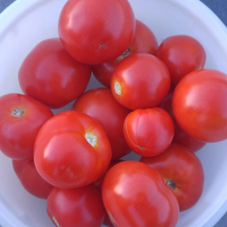 Organic 'Bush Beefsteak' Tomato Seeds by Gaia, product image prepared for Canadian gardeners.