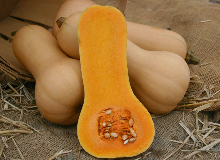 Courge 'Butterboy Butternut' bio