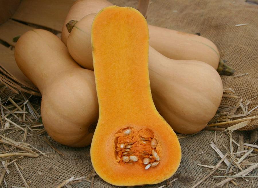 Organic 'Butterboy Butternut' Squash