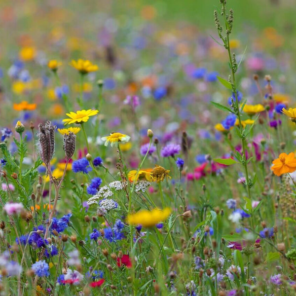 Mélange spéciales pour papillons 'OSC'