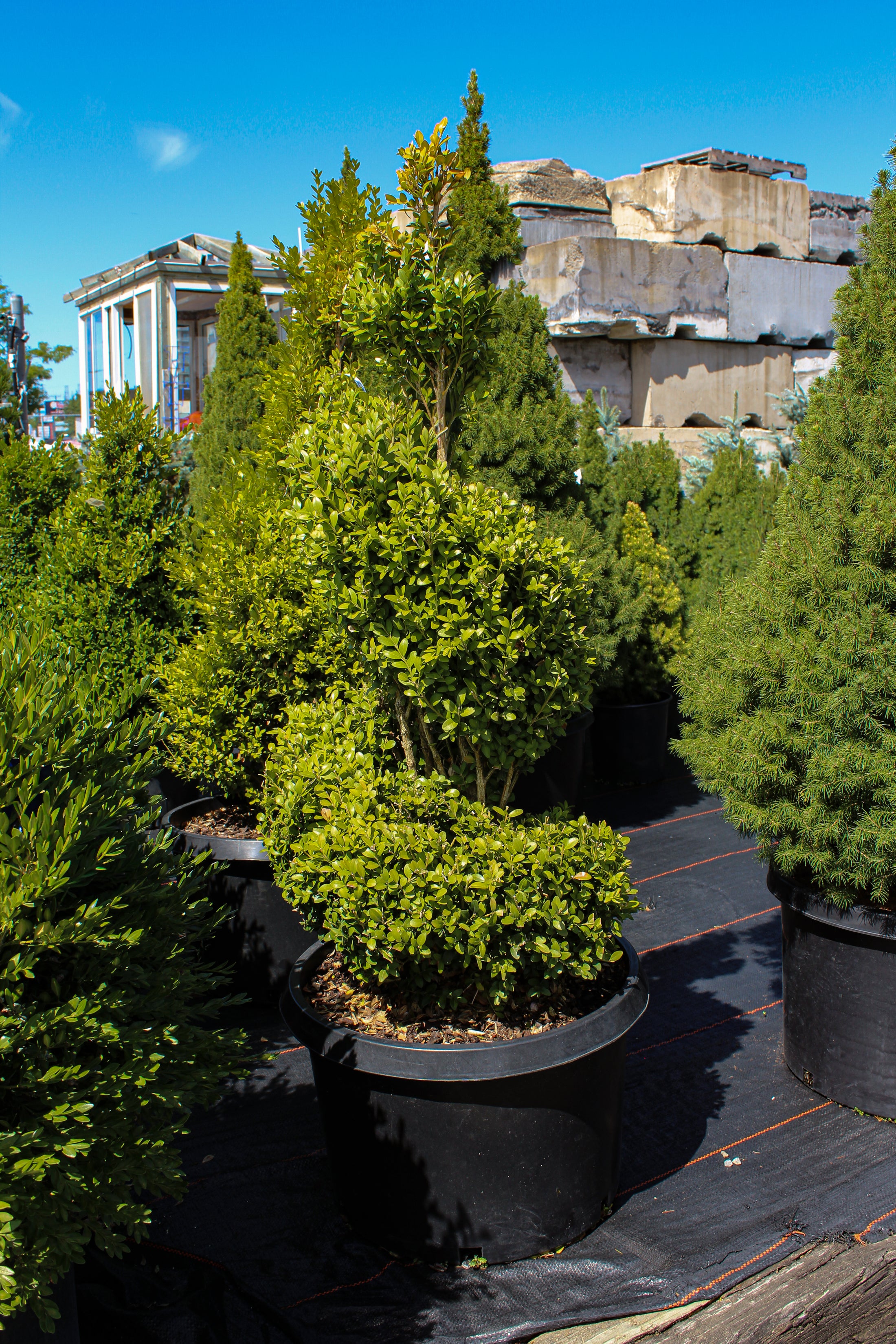 Buxus × 'Green Mountain Spiral'
