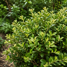 Buxus × 'Green Mound'