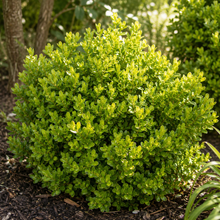 Buxus × 'Green Mountain'