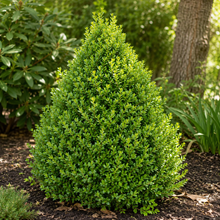 Buxus × 'Green Mountain'