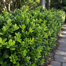 Buxus × 'Green Mountain Cone'