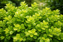 Buxus 'Green Gem'