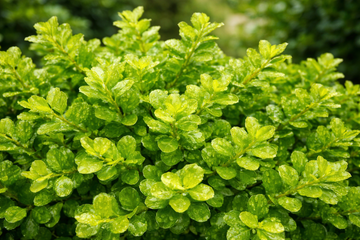 Buxus 'Green Gem'