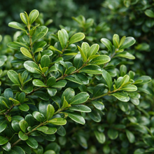 Buxus sempervirens 'Mount Bruno'