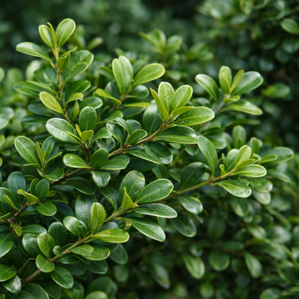 Buxus sempervirens 'Mount Bruno'