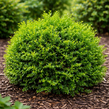 Buxus × 'Green Velvet'