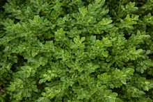 Buxus × 'Green Velvet'