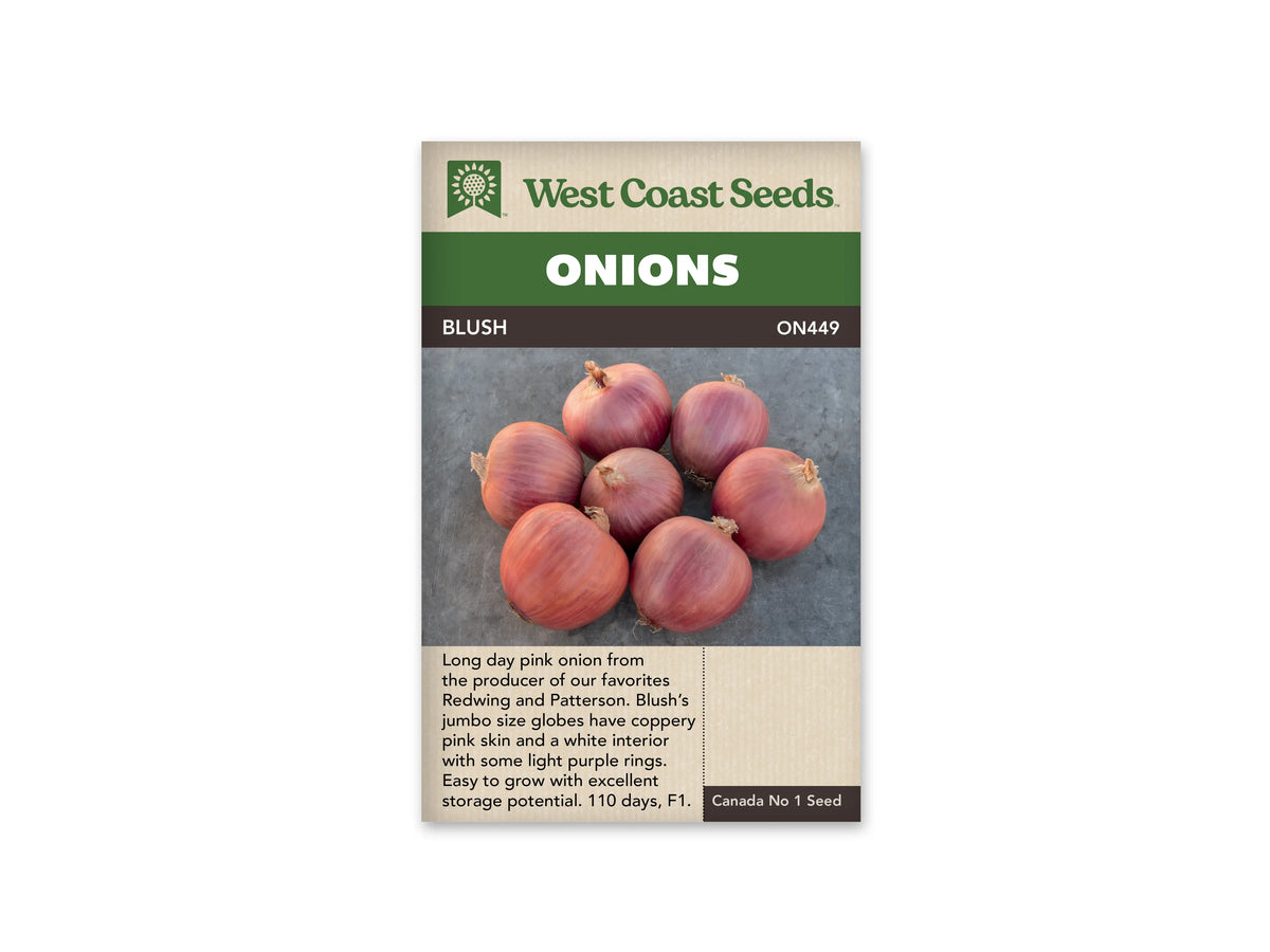 Plusieurs oignons ronds sont répartis sur une surface grise. Leurs pelures sèches montrent des nuances cuivrées, roses et brun clair. Les cols sont coupés courts, et quelques enveloppes se soulèvent légèrement autour des bulbes. Le sachet de West Coast Seeds porte le nom Blush et met en valeur la couleur rosée de cette récolte.