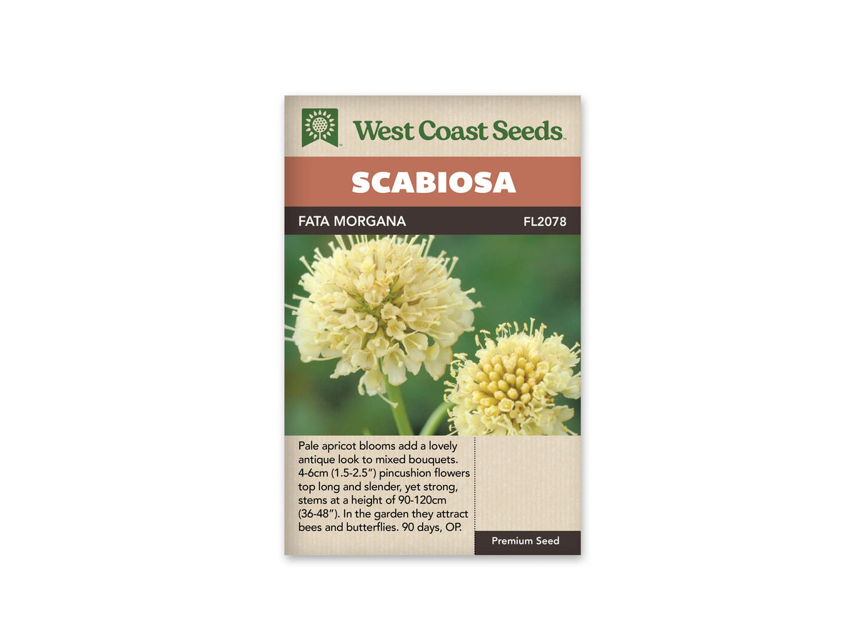 Sachet West Coast Seeds identifié Scabiosa Fata Morgana sur une bande foncée. La photo montre deux fleurs arrondies jaune crème, composées de petits fleurons et de fines pointes claires. Une fleur est plus ouverte que l’autre. Des tiges vertes se détachent sur un fond vert flou, sous le bandeau orange et le logo de la marque.