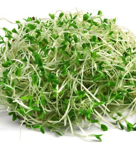 Micropousse de luzerne (<em>Medicago sativa</em>)