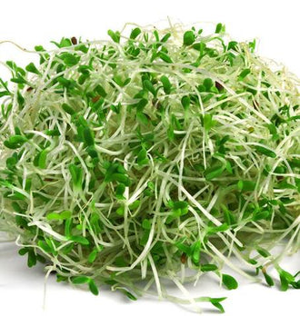 Image de Micropousse de luzerne ( Medicago sativa ). Micropousse de luzerne est destiné à la production de jeunes pousses dans un plateau propre et adapté à la germination alimentaire. Son nom botanique est Medicago sativa. La culture demande une répartition uniforme des graines, une humidité régulière et une bonne circulation d’air. Cette illustration aide à reconnaître le produit et les principales caractéristiques décrites pour Micropousse de luzerne ( Medicago sativa ).