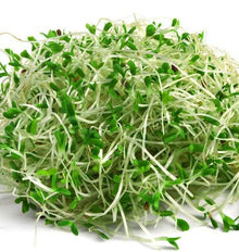 Semences Luzerne à germer (Medicago sativa)