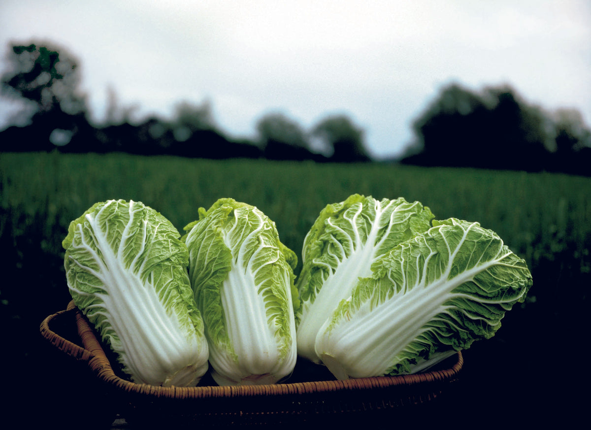 Choux Bilko présentés debout dans un panier tressé devant un champ. Les pommes allongées montrent de larges côtes blanches et des feuilles vert clair aux bords ondulés. Les nervures pâles remontent vers le sommet des feuilles. Un champ vert et une ligne d’arbres flous occupent l’arrière-plan, sous un ciel clair au-dessus des choux.