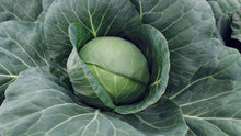 Chou Farao au jardin, avec une pomme ronde vert clair entourée de larges feuilles bleu-vert. Une feuille extérieure se replie en diagonale devant la pomme. Les nervures pâles sont nettement visibles sur le feuillage qui remplit le cadre. La vue rapprochée montre le cœur lisse du chou et les feuilles ouvertes tout autour.