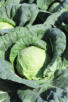 Chou Tiara au jardin, avec une pomme vert clair au centre d’un grand ensemble de feuilles bleu-vert. Les feuilles extérieures sont largement ouvertes et parcourues de nervures pâles. Une autre pomme apparaît partiellement à gauche. La lumière éclaire le chou du premier plan, tandis que les replis du feuillage forment des zones d’ombre autour.