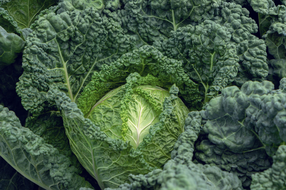 Chou Famosa vu de près, avec une pomme vert clair au centre d’un grand feuillage bleu-vert. Les feuilles sont fortement cloquées et traversées de nervures pâles. Plusieurs feuilles extérieures se redressent autour du cœur et leurs bords ondulent. Le cadrage montre surtout les reliefs du feuillage, qui remplit toute la scène autour de la pomme.