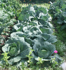 Rang de choux Charmant dans un potager, avec de larges feuilles bleu-vert ouvertes autour de pommes plus claires. Les plants se succèdent vers le fond de l’image. Une fleur rose se trouve à droite au premier plan, près du feuillage. D’autres légumes verts et un passage herbeux bordent la planche de choux.