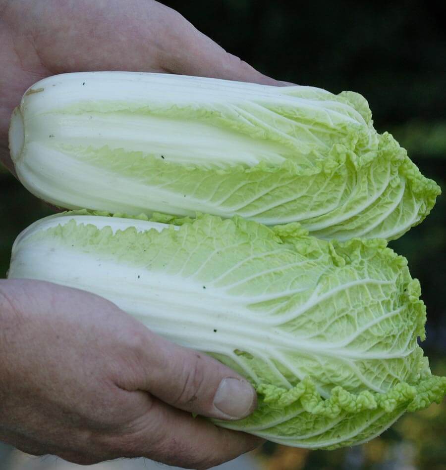 Deux petits choux Wa Wa Sai sont tenus à l’horizontale dans des mains. Les pommes allongées montrent de larges côtes blanches et des feuilles vert très clair. Les nervures se ramifient dans les parties feuillues, dont les extrémités sont légèrement frisées. Le fond sombre et flou fait ressortir les feuilles pâles et les mains autour des choux.