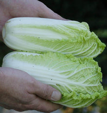 Deux petits choux Wa Wa Sai sont tenus à l’horizontale dans des mains. Les pommes allongées montrent de larges côtes blanches et des feuilles vert très clair. Les nervures se ramifient dans les parties feuillues, dont les extrémités sont légèrement frisées. Le fond sombre et flou fait ressortir les feuilles pâles et les mains autour des choux.