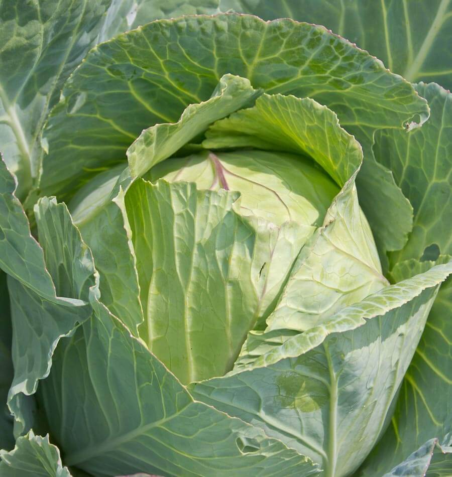 Chou Copenhagen Market au jardin, avec une pomme ronde vert clair entourée de grandes feuilles. Plusieurs feuilles extérieures se redressent autour du cœur et montrent des nervures pâles bien marquées. Les bords sont légèrement ondulés, avec quelques petites irrégularités. La lumière éclaire la pomme au centre, tandis que le feuillage remplit l’arrière-plan de la vue rapprochée.