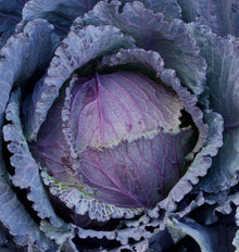 Chou Deadon vu de dessus, avec une pomme pourpre entourée de grandes feuilles gris bleuté. Les nervures roses traversent les feuilles serrées du centre. Les feuilles extérieures se recourbent autour de la pomme et montrent des bords ondulés ainsi que plusieurs petits trous. Le feuillage remplit toute l’image, dans des tons violets et bleus doux.