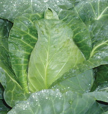 Chou Caraflex au jardin, avec une pomme vert clair nettement pointue au centre. Des feuilles extérieures plus foncées entourent la forme conique et montrent des nervures pâles. De nombreuses gouttelettes d’eau reposent sur le feuillage. La vue rapprochée remplit l’image de feuilles et laisse bien voir la pointe dressée de la pomme.