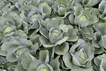 Choux Expectation cultivés ensemble, vus au-dessus du feuillage. Plusieurs pommes vert clair apparaissent au centre de grandes feuilles bleu-gris ouvertes. Les nervures jaune pâle dessinent un réseau visible sur les feuilles extérieures. Les plants occupent tout le cadre et se chevauchent, avec des zones sombres entre les rosettes et quelques pommes partiellement cachées.