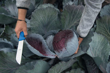 Chou Lodero au moment de la récolte dans un champ. Des mains tiennent une grosse pomme pourpre et un couteau à manche bleu. De larges feuilles gris bleuté entourent le cœur, avec des gouttes d’eau sur leur surface. Des manches grises apparaissent près du chou, tandis que d’autres plants remplissent l’arrière-plan de la scène.
