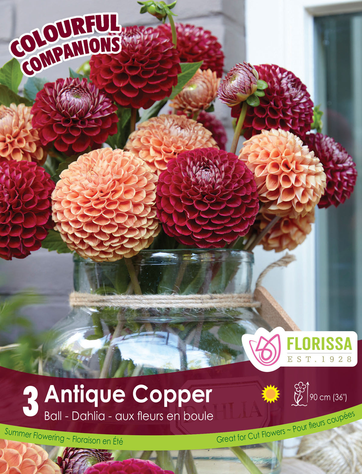 Dahlia ‘Antique Copper’ ( Dahlia ) : des dahlias en boules cuivrées et bordeaux réunis dans un vase. Le visuel Florissa présente la plante et son nom dans la partie inférieure de l’étiquette. La photographie occupe presque toute la surface, tandis que le bandeau du bas rassemble les indications du produit. Cette vue permet de reconnaître son apparence et de distinguer la variété présentée.