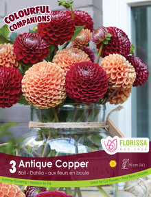 Dahlia ‘Antique Copper’ ( Dahlia ) : des dahlias en boules cuivrées et bordeaux réunis dans un vase. Le visuel Florissa présente la plante et son nom dans la partie inférieure de l’étiquette. La photographie occupe presque toute la surface, tandis que le bandeau du bas rassemble les indications du produit. Cette vue permet de reconnaître son apparence et de distinguer la variété présentée.