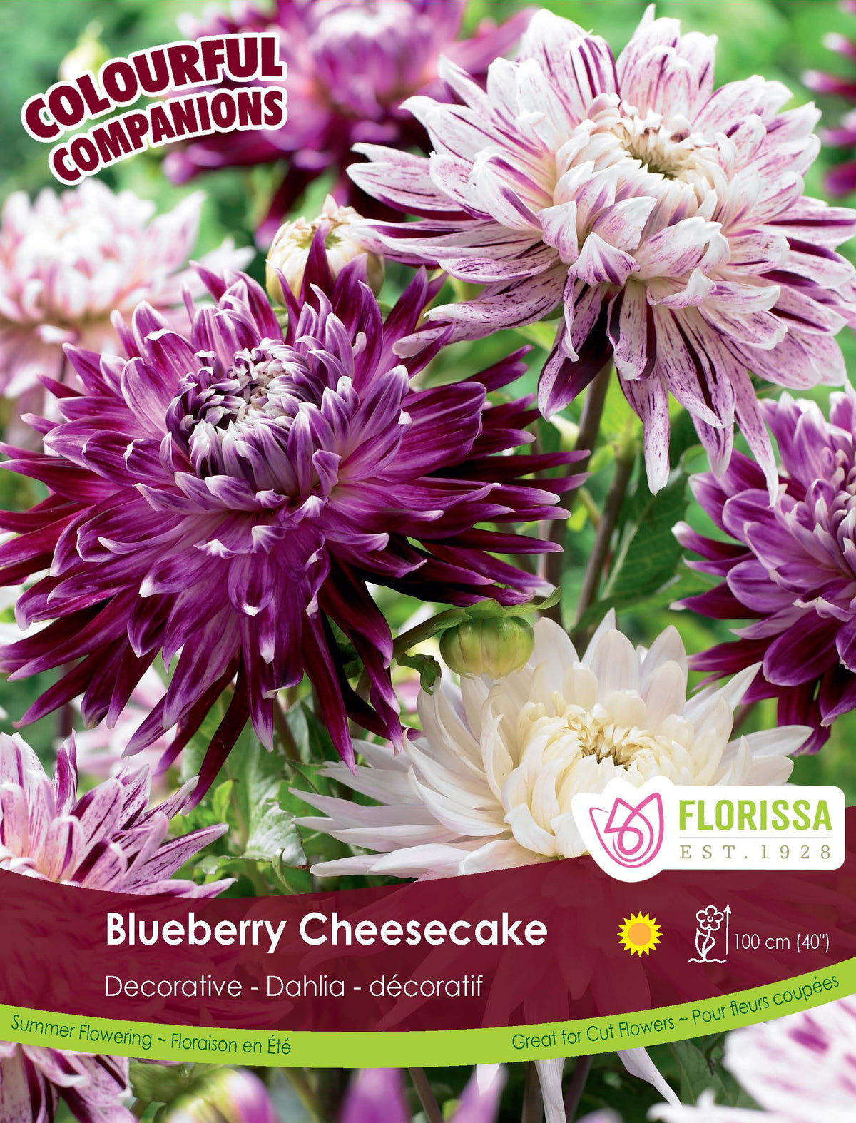 Dahlia ‘Blueberry Cheesecake’ ( Dahlia ) : des dahlias blancs, mauves et pourpres aux pétales allongés. Le visuel Florissa présente la plante et son nom dans la partie inférieure de l’étiquette. La photographie occupe presque toute la surface, tandis que le bandeau du bas rassemble les indications du produit. Cette vue permet de reconnaître son apparence et de distinguer la variété présentée.