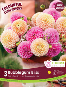 Dahlia ‘Bubblegum Bliss’ ( Dahlia ) : des dahlias en boules roses, jaunes et crème réunis dans un pot. Le visuel Florissa présente la plante et son nom dans la partie inférieure de l’étiquette. La photographie occupe presque toute la surface, tandis que le bandeau du bas rassemble les indications du produit. Cette vue permet de reconnaître son apparence et de distinguer la variété présentée.