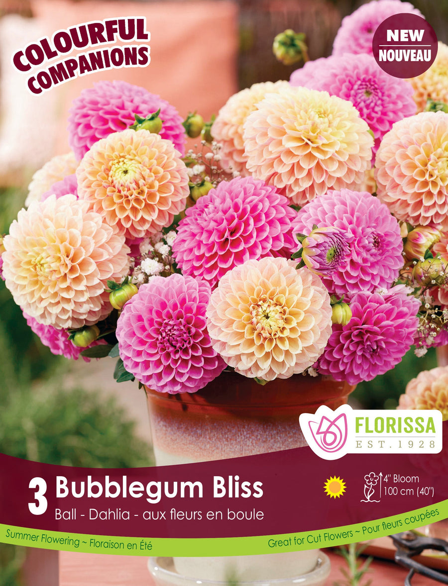 Dahlia ‘Bubblegum Bliss’ ( Dahlia ) : des dahlias en boules roses, jaunes et crème réunis dans un pot. Le visuel Florissa présente la plante et son nom dans la partie inférieure de l’étiquette. La photographie occupe presque toute la surface, tandis que le bandeau du bas rassemble les indications du produit. Cette vue permet de reconnaître son apparence et de distinguer la variété présentée.